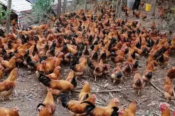 选择养鸡食物种类的方法和重点?养鸡要做好哪些饲料选择?插图3 选择养鸡食物种类的方法和重点?养鸡要做好哪些饲料选择?插图3