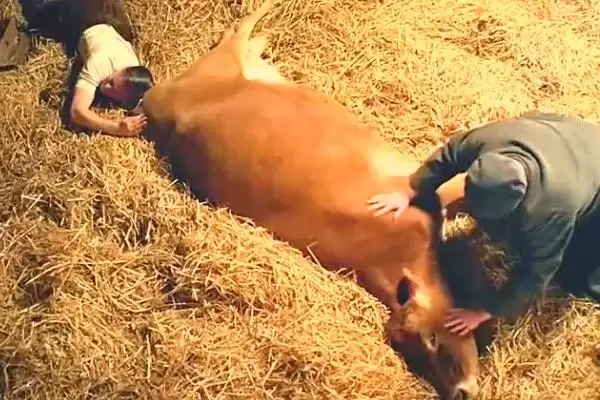 母牛多久没产出小牛算难产呢 ,母牛超过 8 小时未产出小牛算为难产插图2 母牛多久没产出小牛算难产呢 ,母牛超过 8 小时未产出小牛算为难产插图2