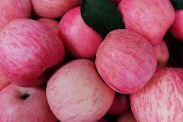 哪里的红富士苹果最出名，烟台红富士苹果最出名插图3