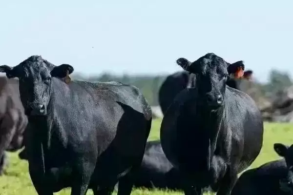 没有角的是什么品种的牛 ,安格斯牛是没有角的常见牛品种插图1