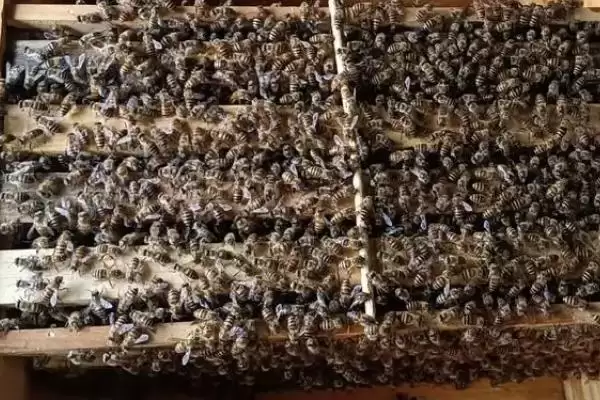 图片[2]-桶养中华蜜蜂有什么缺点，管理不便、产蜜量低、不利于保护蜂种-会东网