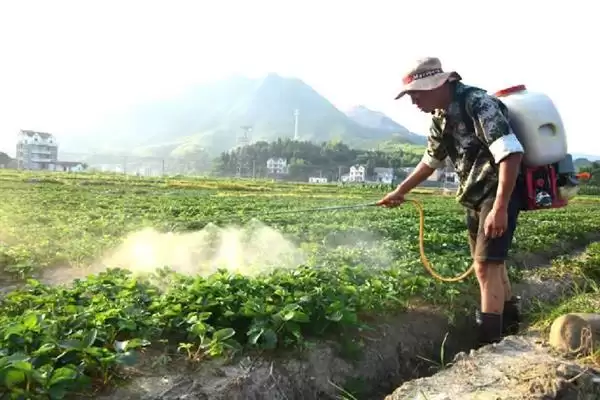 图片[9]-如何培育草莓种苗，畦面要保持疏松无草-会东网