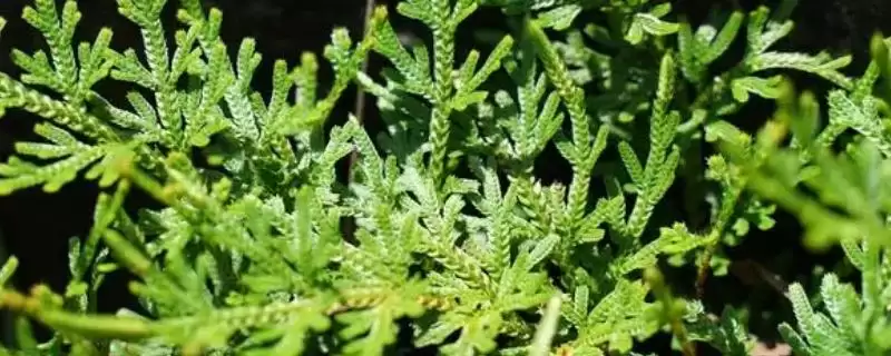 什么是卷柏？了解卷柏要知晓哪些关键的植物特性和生存方式？-会东网