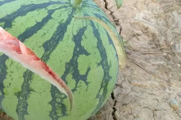 防治西瓜裂瓜的方法和重点？种西瓜要做好哪些细节防裂瓜？插图5