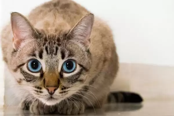 猫咪软骨病应该怎么治疗 ,不同原因的猫咪软骨病治疗方法不同插图1 猫咪软骨病应该怎么治疗 ,不同原因的猫咪软骨病治疗方法不同插图1