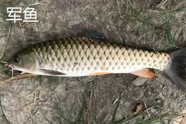 图片[4]-军鱼和鲤鱼的区别 ,军鱼和鲤鱼在外形上有何不同呢？-会东网