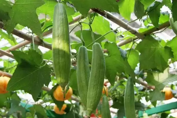 防治丝瓜褐斑病的方法和重点？种丝瓜防褐斑病要做好哪些细节？插图4