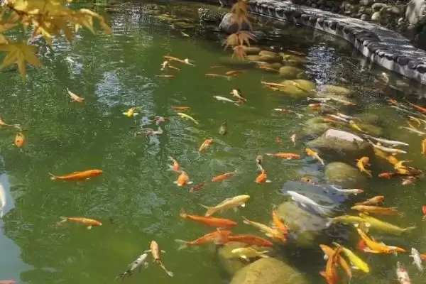 图片[3]-锦鲤池黑青苔的处理方法 ,锦鲤池长黑青苔该怎么清理-会东网