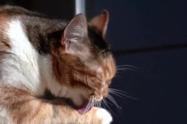 猫咪舔毛变得频繁是何原因 ,猫咪脏或焦虑等致舔毛变频繁插图2