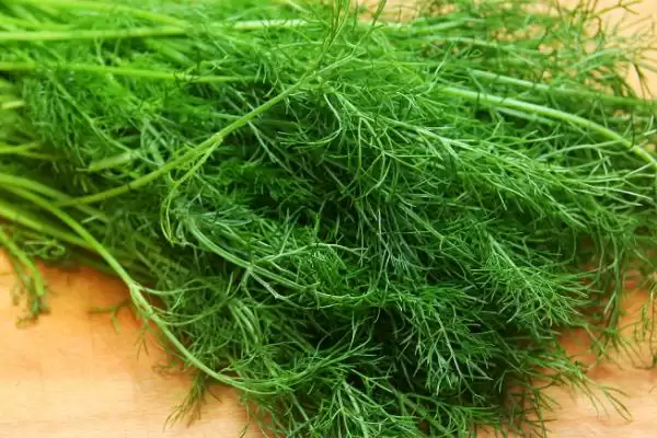 图片[6]-秋天种植蔬菜清单：菠菜、香菜、白菜、萝卜等适宜品种-会东网