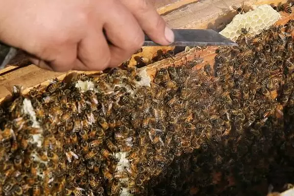 图片[3]-养殖蜜蜂的好处，具有投资小、效益高、管理简单等优点-会东网