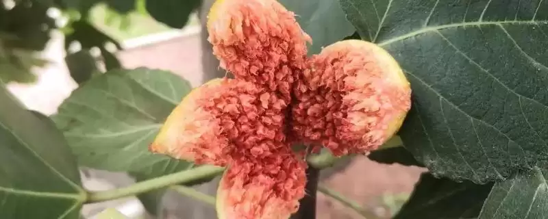 无花果有花吗,无花果有花-会东网