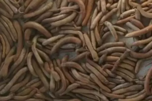图片[4]-泥丁和沙虫的区别在哪？外观像钉子与肠子的奇妙生物-会东网