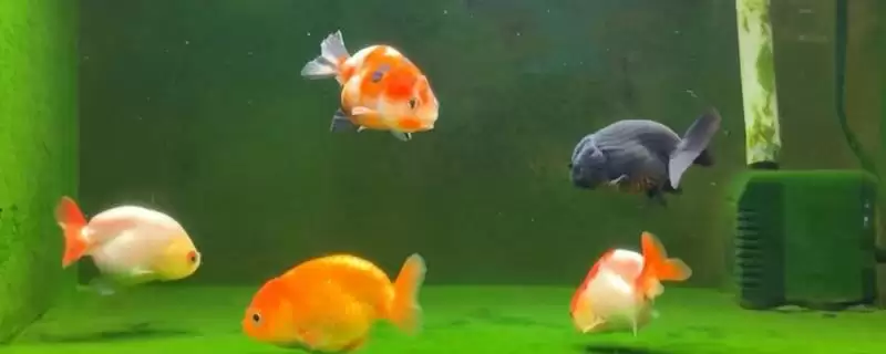 兰寿缸的工具鱼选择 ,兰寿缸选清道夫等鱼有何好处?插图 兰寿缸的工具鱼选择 ,兰寿缸选清道夫等鱼有何好处?插图