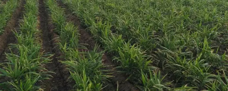 生姜高产种植方法?种植生姜实现高产要遵循哪些科学的种植方法?-会东网