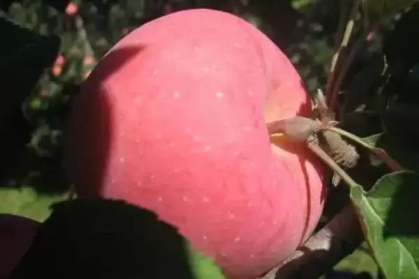 烟富苹果树苗有什么品种,以下4种比较常见插图6 烟富苹果树苗有什么品种,以下4种比较常见插图6