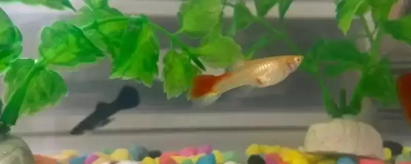 孔雀鱼颜色变浅的原因 ,水温水质如何影响孔雀鱼颜色?-会东网