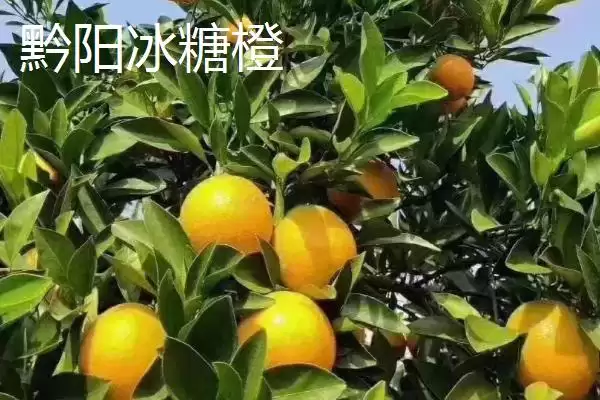 图片[3]-橙子著名产地与品质：赣州作为脐橙主产区的辉煌成就-会东网