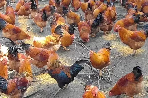 防治鸡痘的方法和重点?养鸡要做好哪些疫病防控措施?插图2 防治鸡痘的方法和重点?养鸡要做好哪些疫病防控措施?插图2