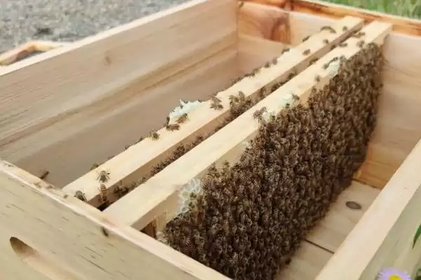 图片[7]-养蜂入门技术，这7个方面都需掌握-会东网