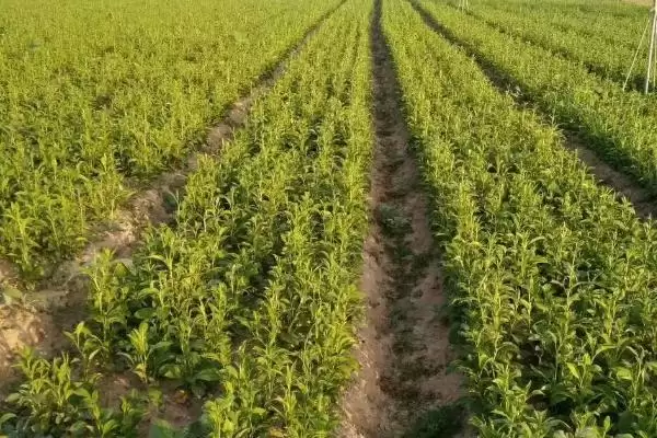 图片[3]-种植白术的风险和应对？种植白术需关注哪些潜在问题？-会东网