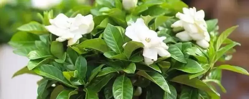 掌握栀子花移盆方式的方法和重点？掌握栀子花移盆方式要做好哪些细节？-会东网