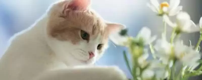猫咪不能碰的剧毒植物有哪些种类 ,如百合、铃兰-会东网