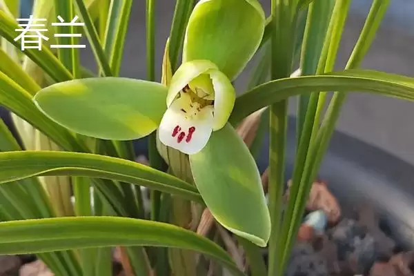 兰花的品种分类 ,兰花主要分为哪些常见品种呢?插图1 兰花的品种分类 ,兰花主要分为哪些常见品种呢?插图1