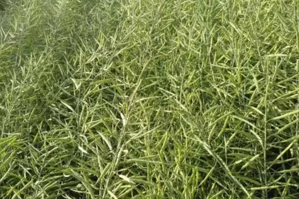 油菜籽高产品种有哪些,徽豪油26、华油杂50、陕油1209等品种的产量较高插图4 油菜籽高产品种有哪些,徽豪油26、华油杂50、陕油1209等品种的产量较高插图4