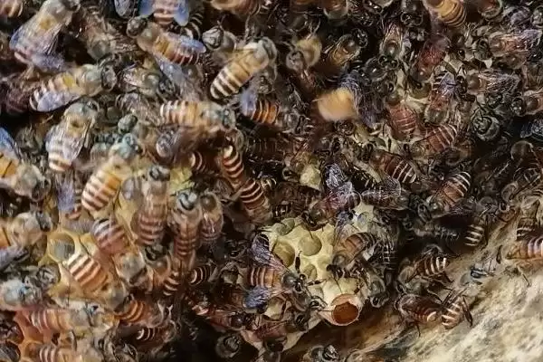 分蜂后出现多个王台怎么办，需进行王台的取舍插图3