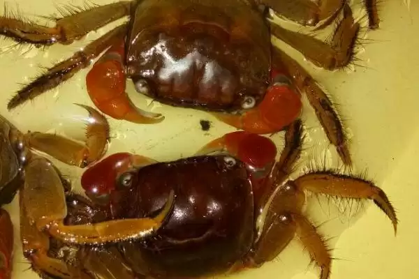 螃蟹六月黄的含义解读:第三次脱壳雄蟹的独特魅力插图1 螃蟹六月黄的含义解读:第三次脱壳雄蟹的独特魅力插图1