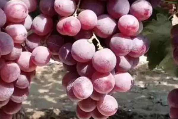 图片[4]-夏红蜜葡萄品种特点的要点和解读？解读夏红蜜葡萄品种需注意什么？-会东网