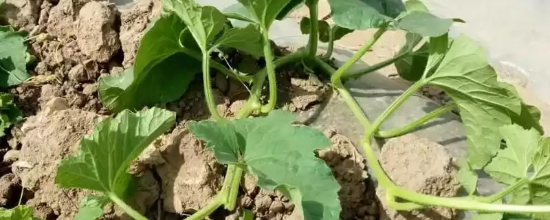 确定甜瓜株距行距的方法和重点?种甜瓜确定株距行距要做好哪些细节?-会东网