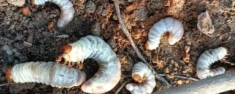 蓝莓蛴螬的防治方法 ,用杀虫灯诱杀蓝莓蛴螬效果如何?-会东网