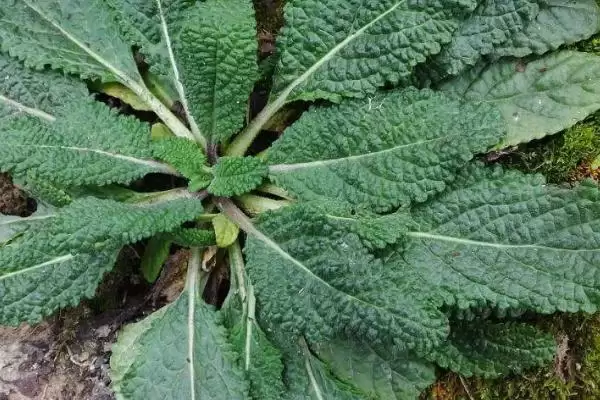 图片[4]-种植雪见草的方法和重点？种植雪见草要做好哪些细节？-会东网