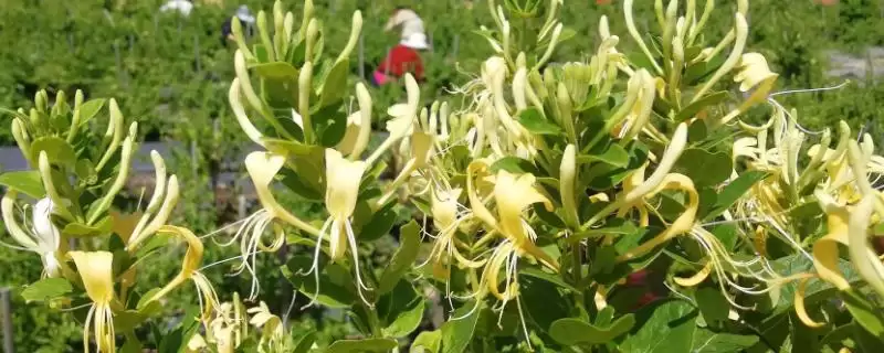 金银花的种植条件 ,金银花对种植土壤有何要求-会东网