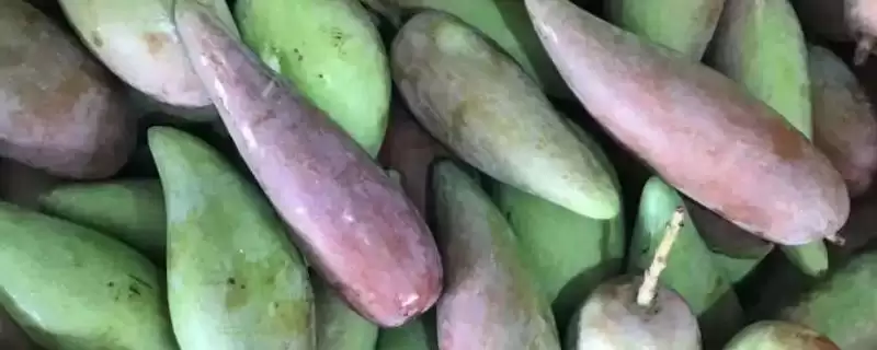 辣椒芒与贵妃芒的关系 ,辣椒芒产量少但口感如何惊艳?-会东网