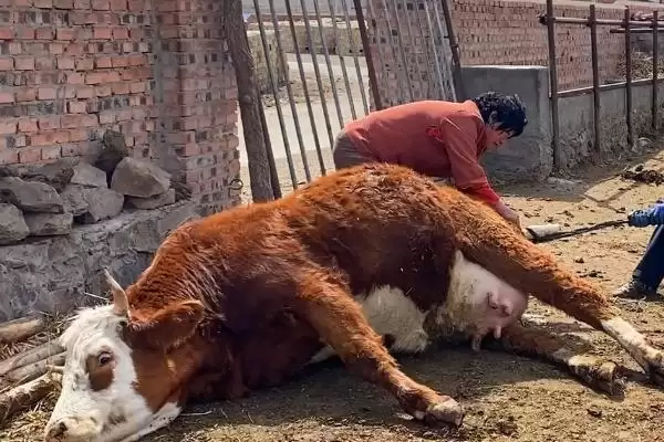 母牛多久没产出小牛算难产呢 ,母牛超过 8 小时未产出小牛算为难产插图1 母牛多久没产出小牛算难产呢 ,母牛超过 8 小时未产出小牛算为难产插图1