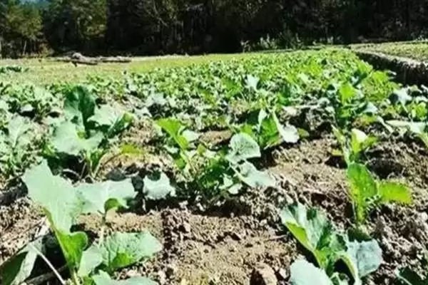 培育油菜壮苗的要素，播种后要时常浇水保湿插图6