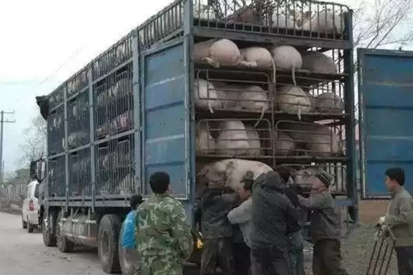 生猪长途运输的方法和重点？养猪要做好哪些运输注意细节？插图6