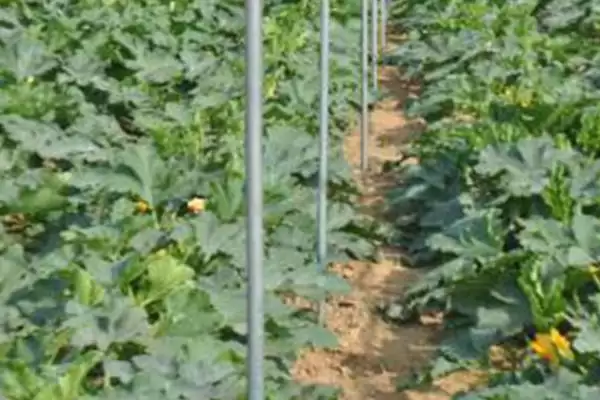 西葫芦种植技术的方法和重点?种西葫芦要做好哪些细节?插图6 西葫芦种植技术的方法和重点?种西葫芦要做好哪些细节?插图6