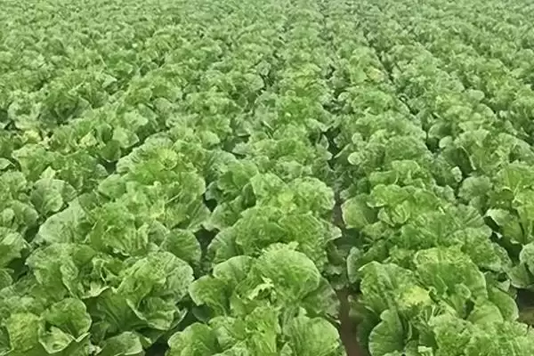 图片[4]-种植白菜的步骤和关键？种植白菜要留意哪些具体细节？-会东网