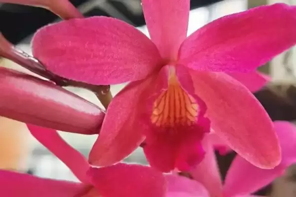 卡特兰的养殖方法 ,卡特兰春芽刚生时如何换盆呢?插图1 卡特兰的养殖方法 ,卡特兰春芽刚生时如何换盆呢?插图1