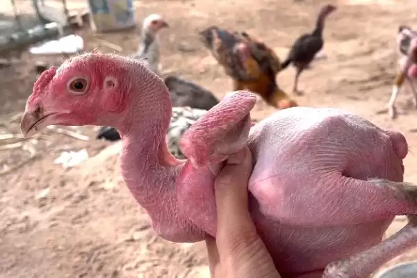 了解不长毛鸡种类的方法和重点？养鸡要做好哪些特殊鸡种认知？插图3