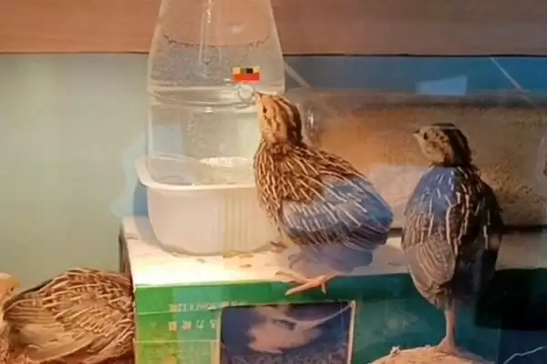 解决小鸡消化不良问题的方法和重点？养鸡要做好哪些饮食健康维护？插图3