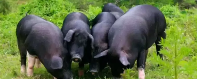 母猪炎症需要使用什么药物呢,母猪炎症可用土霉素、青链霉素和林可霉素-会东网