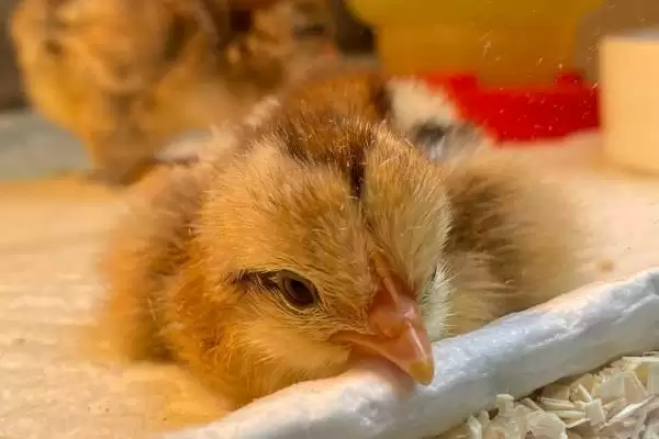 确定小鸡出壳后保温灯瓦数的方法和重点？养鸡要做好哪些育雏设备选择？插图3