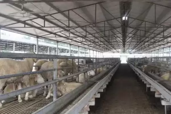 避免养殖场内出现蝙蝠的方法和重点？养猪要做好哪些养殖环境管理细节？插图1