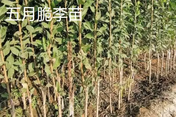 图片[2]-李子树苗有哪些好品种，蜂糖李、青脆李等品种均可选择-会东网