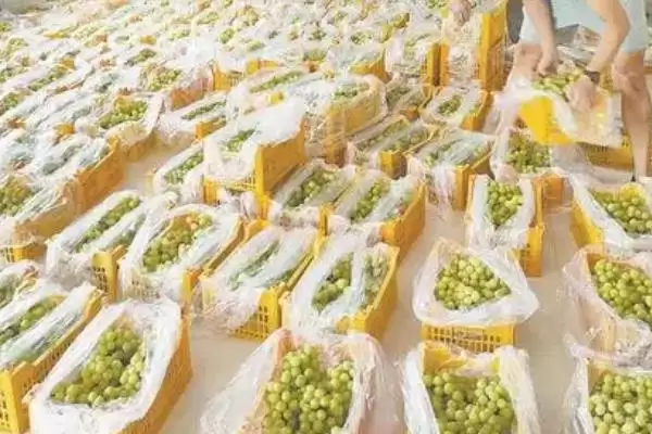 葡萄采收前管理要点：剪去失水果粒的关键步骤插图3